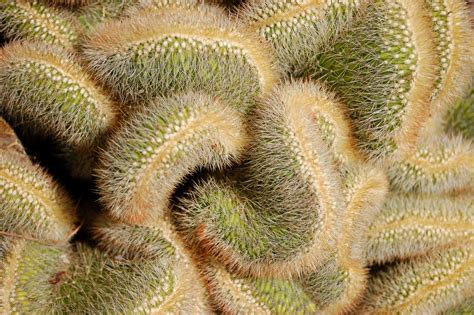 Fuzzy Cactus Free Photo Download Freeimages