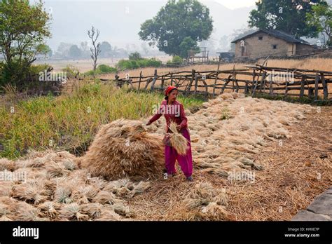 Indian Woman Working On A Recently Harvested Crop At The Remote Chuka Village Made Famous By