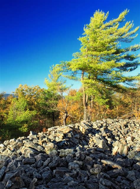 Free Images Tree Nature Forest Wilderness Hiking Trail Leaf