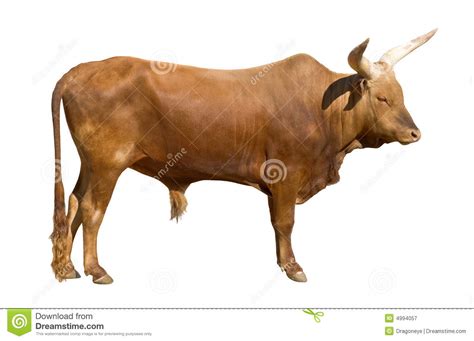 Watusi bull cutout stock image. Image of white, watusi - 4994057