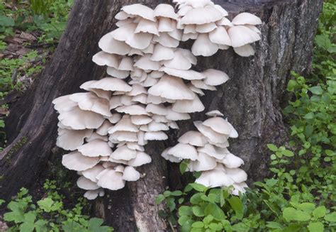 Phoenix Oyster Mushroom What They Are How To Grow Them Grocycle