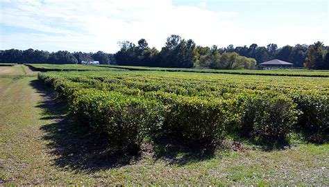 Charleston Tea Plantation Charleston