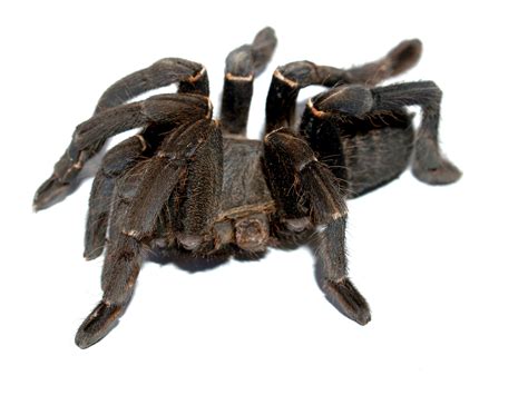Spider With White Body And Brown Legs Wolf Spider
