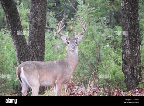 8 Point Buck Hi Res Stock Photography And Images Alamy