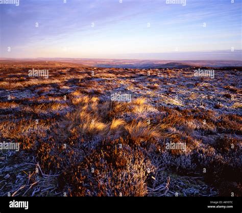 Frosty Heather On A Cold Morning Westerdale Moor North York Moors