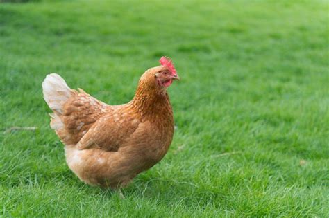 18 Heritage Chicken Breeds The Ultimate List