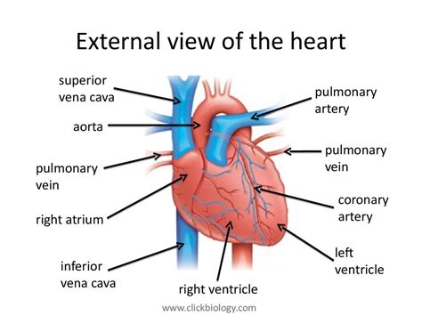 Arteries convey blood at high pressure from the ventricles to the tissues of the body and arteries have muscle cells and elastic fibres in their walls and the muscle and elastic fibres assist in maintaining blood pressure between pump cycles. Heart structure and function - презентация онлайн