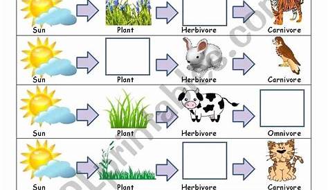 food chain kindergarten worksheet