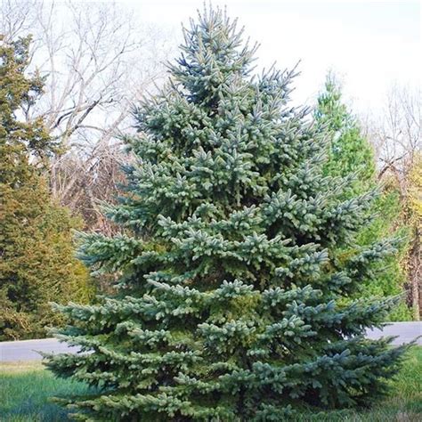 Colorado Blue Spruce Evergreen Landscape Colorado Blue Spruce Blue