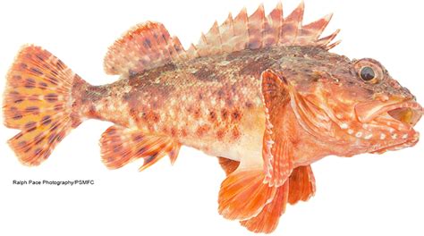 California Marine Sportfish Identification Rockfish