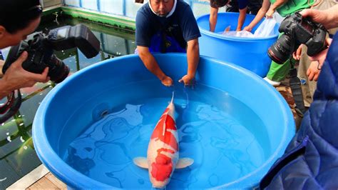 Jumbo Koi Fish For Sale Siervissen Online Shop Koifishes