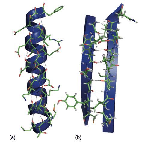 α Helix And β Sheet Protein Secondary Structure