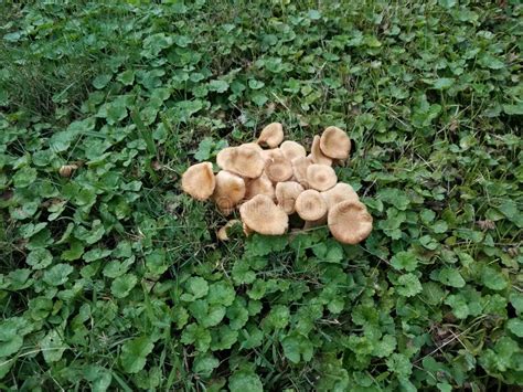 Brown Mushrooms Or Fungus In Green Grass Or Lawn With Weeds Stock Photo