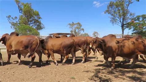 Quality bulls, heifers, pairs, bred cows & more. Red Brahman cattle for sale whatsapp +27631521991 ...