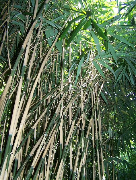 Image Tag Bamboo Orientation Vertical Image Quantity 85 Tag Hippopx