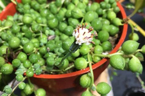 My New String Of Pearls Bloom Smells So Good Houseplants