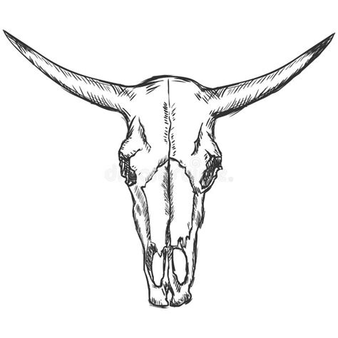 Vector Sketch Old Cow Skull Stock Vector Illustration Of Monochrome