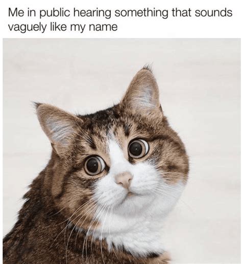 The Best Cat Meme Talking Ideas