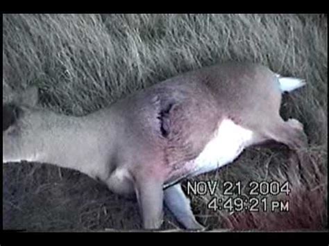 The 50 cal browning mg round can take a limb off a man at range. 50 cal deer hunting video2 - YouTube