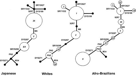 Network Of The Observed Y Chromosome Haplogroups Haplogroups Are Download Scientific Diagram
