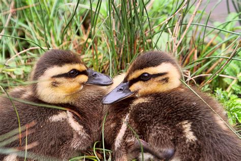 Cute Baby Ducks Photograph By Peggy Collins Pixels