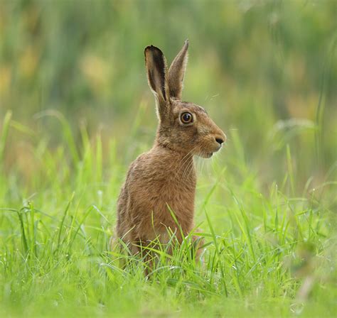 Brown Hare Sitting Grass Sufflok June Evening Lepus Europaeus Mike Rae