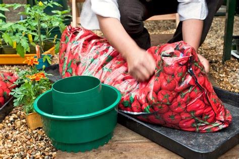 How To Grow Tomatoes In A Growing Bag Growing Tomatoes Compost Bags