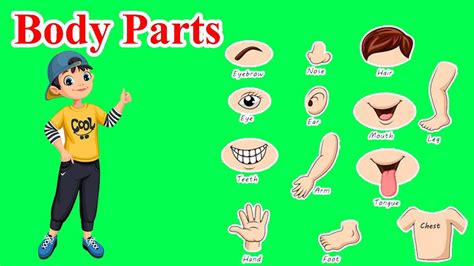 Parts Of Body Name Learn Body Parts Name Body Parts Name Body