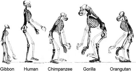 Did Humans Evolve From Apes Read An Article Discussing The Facts Of