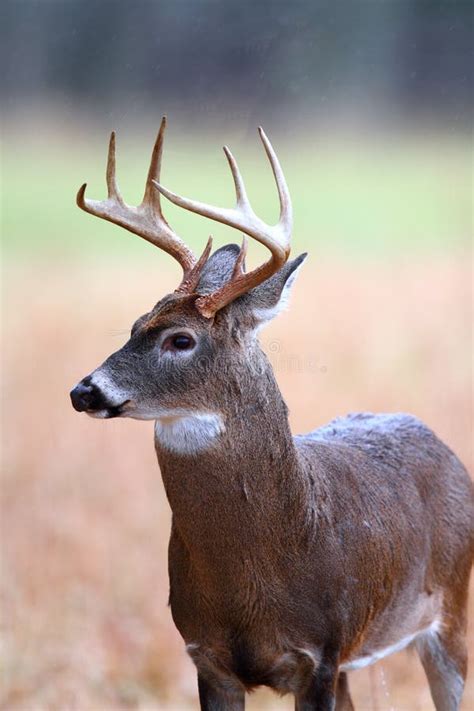 8 Point Whitetail Buck Stock Photo Image Of Point Tennessee 22069436
