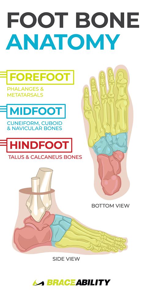 Are you experiencing foot pain? Do you want to learn exactly where that