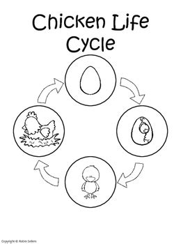 Spring is definitely in the air where i teach. Chicken Life Cycle {Life Cycle of a Chicken Sequencing ...