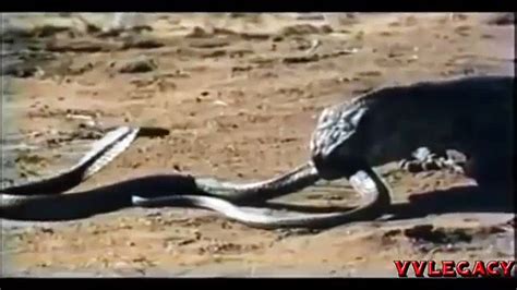 Snake Vs Komodo Dragon King Cobra Kill All Snake Have Flexible Jaws