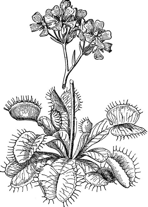 We did not find results for: Venus Fly Trap | ClipArt ETC