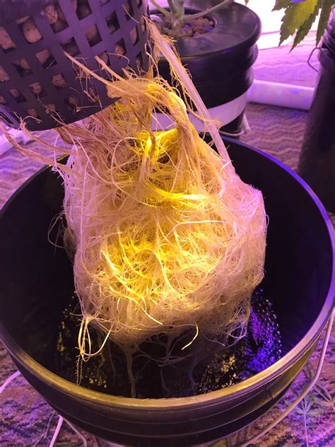 A update on my grow room build. First DWC (basement grow Room) | Grasscity Forums - The #1 ...