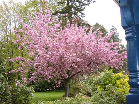 Avere una casa con giardino può essere una grande fortuna: 16 Alberi Ideali per Piccoli Giardini