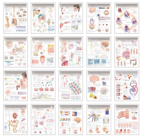 Complete Physiology Chart Set Scientific Publishing