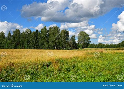 Russian Scenery In Summer Time Stock Image Image Of Woods Nature