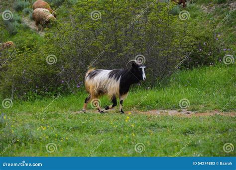 Running Goat On Meadow Stock Image Image Of Goats Rural 54274883