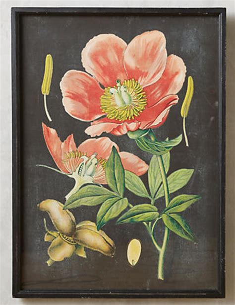 Vintage Inspired Botanical Print With Orange Poppy And Black Background