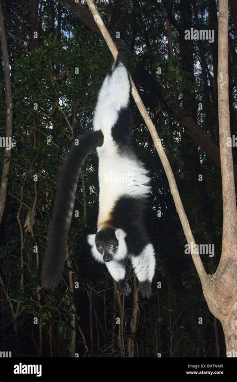 Black And White Ruffed Lemur Varecia Variegata Endemic Critically