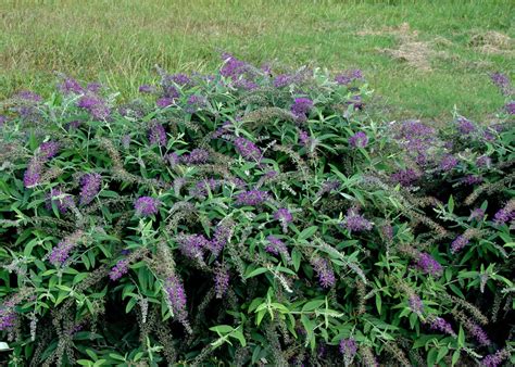 Check spelling or type a new query. Lo & Behold® 'Purple Haze' - Butterfly Bush - Buddleia x ...