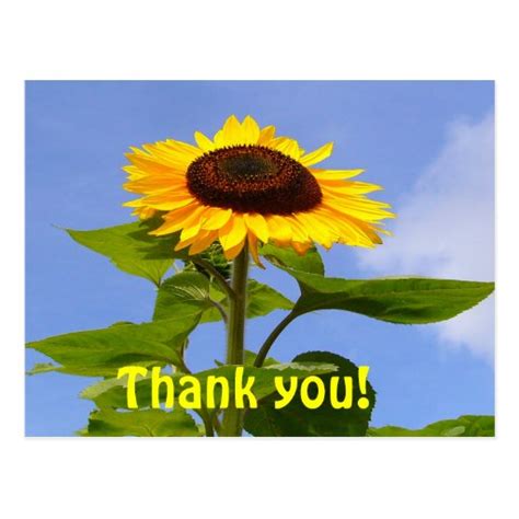 Sunflower Thanks Postcard Zazzle