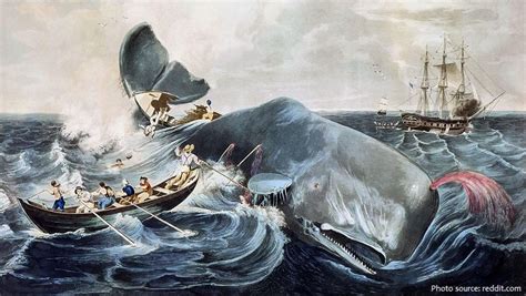 Interesting Facts About Whaling Just Fun Facts