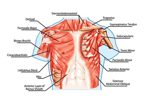 Muscular Anatomy Of The Chest