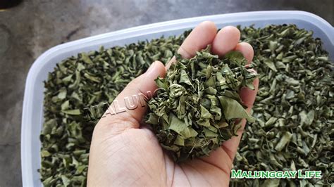 One tablespoon of leaf powder provide 14% of the protein, 40% of the calcium, 23% of the iron and most of the vitamin a needs of a child aged one in indonesian, the moringa is called kelor (kalor in malay). Moringa Farm / MalunggayLife Agri Farm Philippines: Dried ...