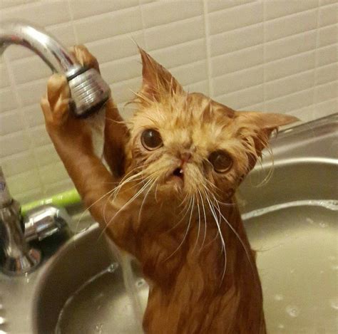 A Cat That Is Sitting In A Sink With Its Head Up And It S Paw On The Faucet