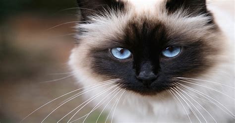 Top 10 Best Cat Breeds To Own For 2021 The Cat Digest Page 9