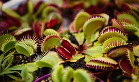 Beautiful Carnivorous Plants For Any Garden The Habitat