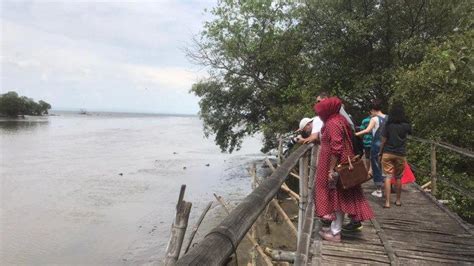 Ekowisata Mangrove Wonorejo Yang Eksotis Habitat Satwa Dilindungi Di